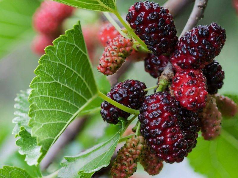 Шелковица купить саженцы из питомнике в Ханты-Мансийске