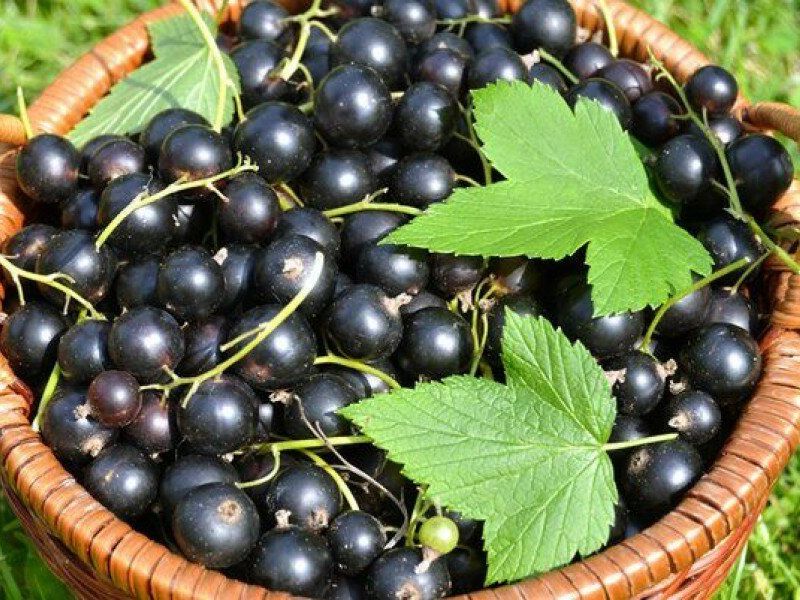 Смородина купить саженцы из питомника в Ханты-Мансийске