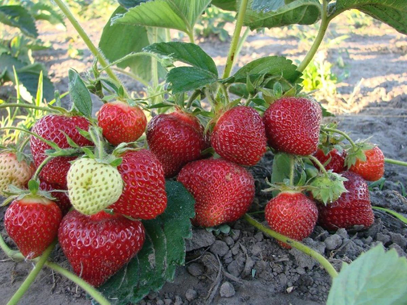 Клубника купить саженцы из питомника в Ханты-Мансийске
