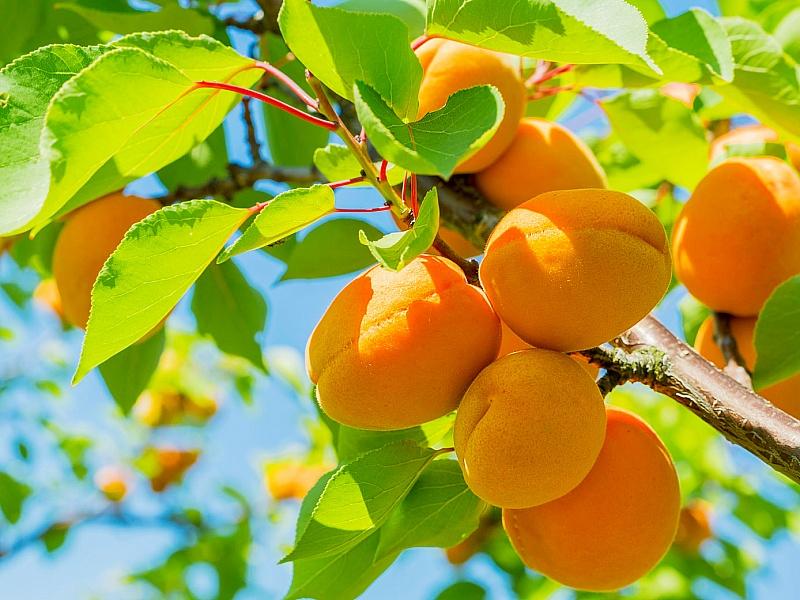 Абрикос купить саженцы из питомнике в Ханты-Мансийске