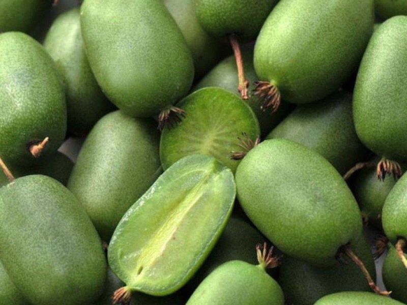 Актинидия купить саженцы из питомнике в Ханты-Мансийске