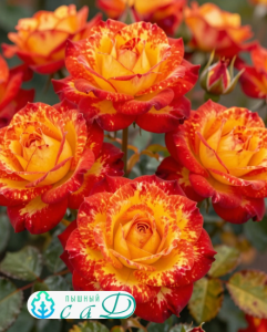 Роза "ФАЙЕР ФЛЕШ"